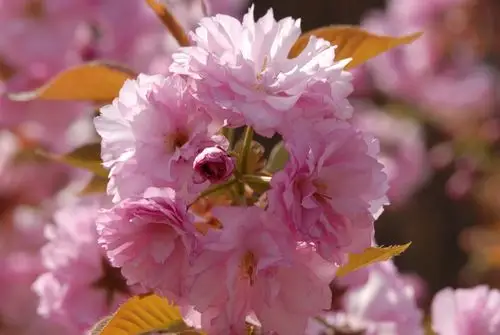 春天的花朵15-八重紫樱