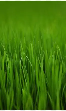 绿色壁纸图片素材_免费绿色壁纸png设计图片大全_图精灵