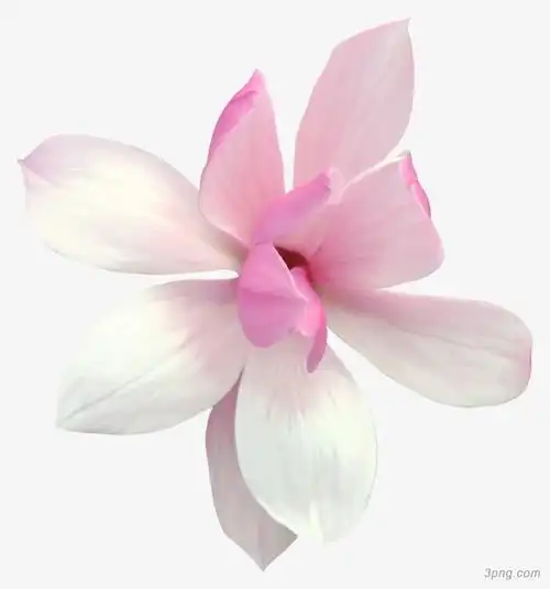 白色花朵 免扣 背景 png素材透明免抠图片-动植人物