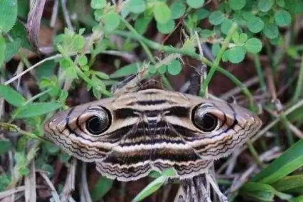 鬼蝴蝶长什么样子鬼蝴蝶为什么不能抓