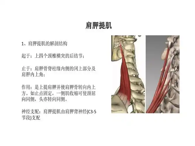 1,肩胛提肌的解剖结构 起于:上四个颈椎横突的后结节 止于:肩胛骨