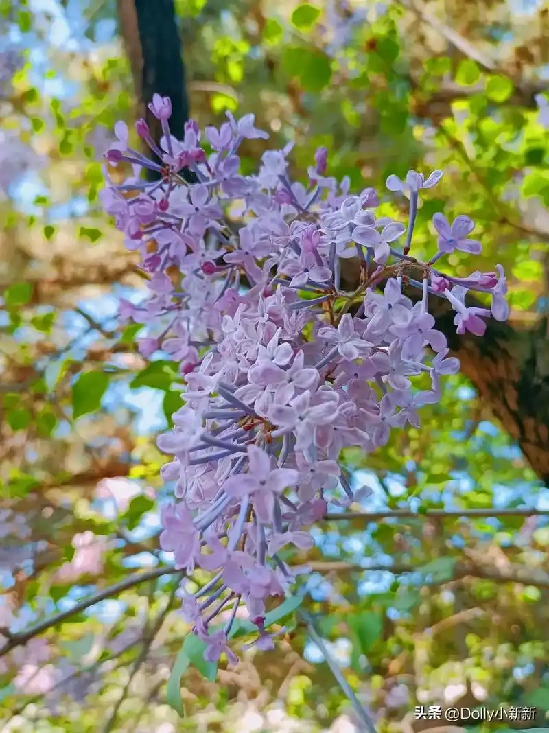 网络照片:丁香花.#幸福的生活伴你左右开心的日子乐不够 #希 - 抖音