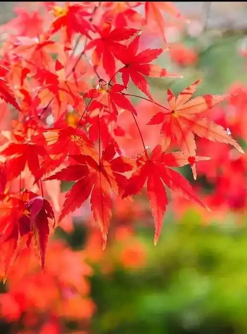 秋天红叶美景图