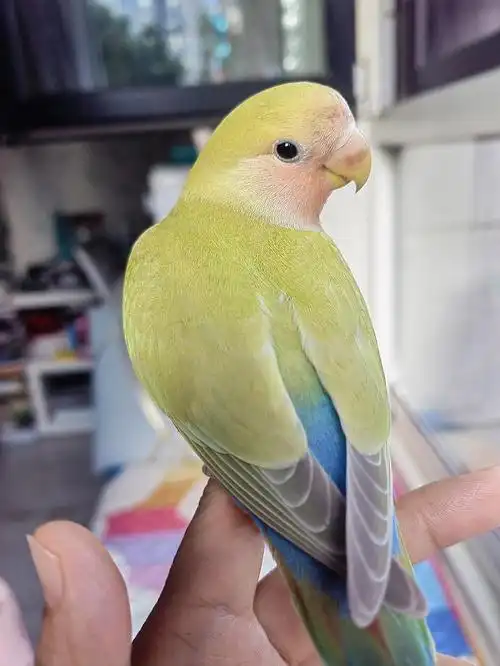 牡丹鹦鹉可爱的小表情