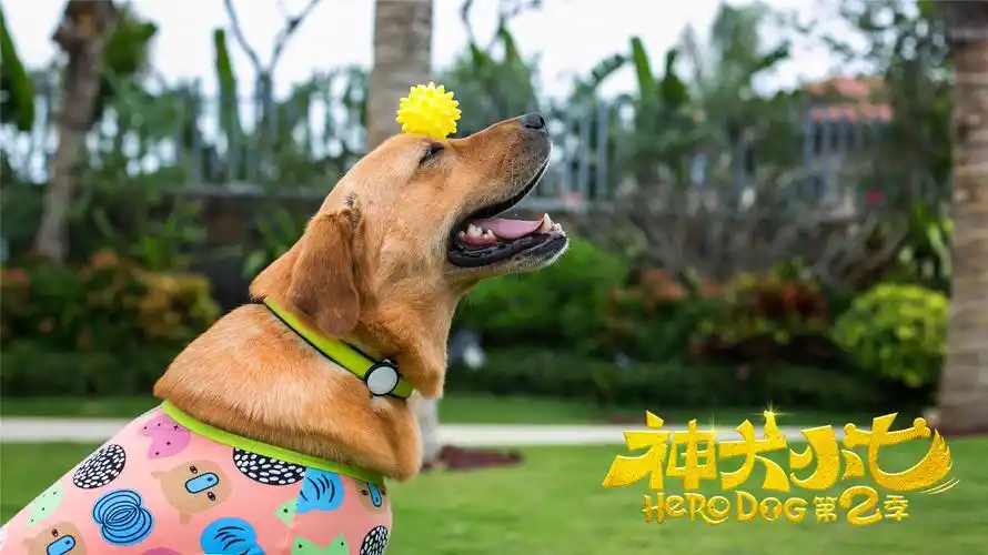 《神犬小七》:萌死人的"小七"又来了