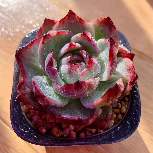 惊鸿仙子多肉植物新品贵货精品花卉d盆栽绿植好养组合肉肉拉丝肉