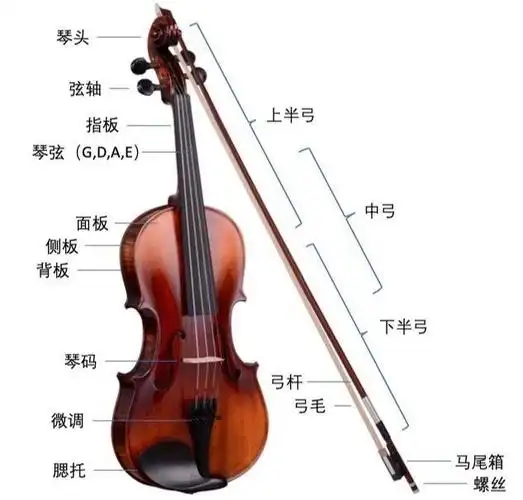小提琴基本构造和部件名称@张礼东zhang的动态