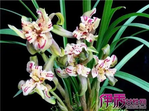 【图】兰花品种名称及图片有哪些? 介绍常见的6种