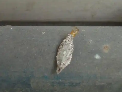 请问这是什么虫卵?有什么危害吗?