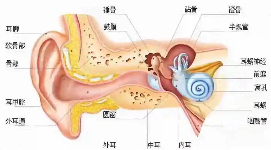 为什么有耳屎医院取耵聍一次多少钱