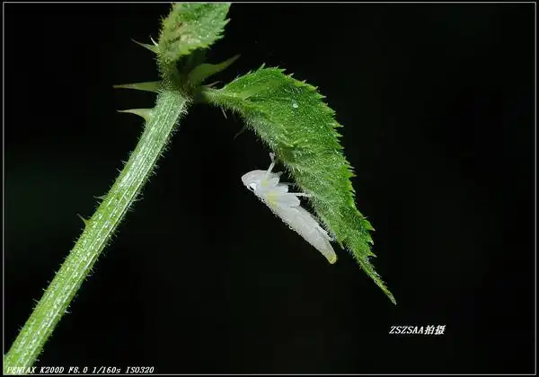 一只白色沫蝉