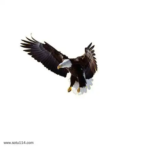 老鹰大鹏展翅png