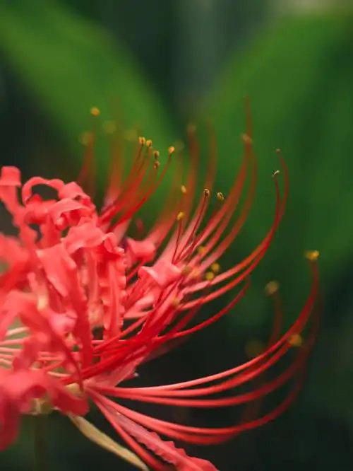 摄影彼岸花曼珠沙华