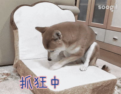 有哪些超级可爱的柴犬的表情包?