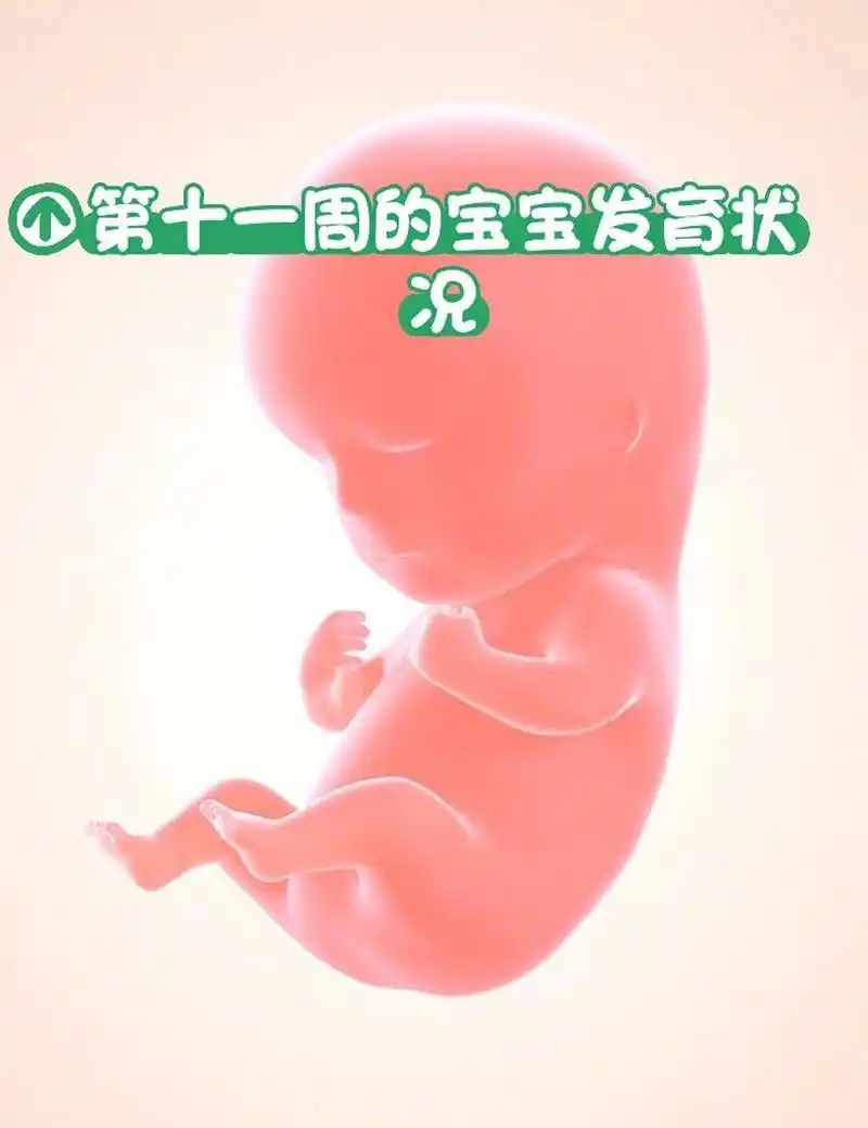 第十一周宝宝的每天变化 本周宝宝的胰腺和胆囊将会发育完毕.