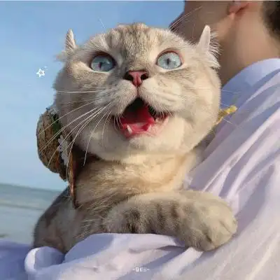 清纯又很可人的宠物小猫咪头像好看 清新仙女味高清的小猫咪头像_动物