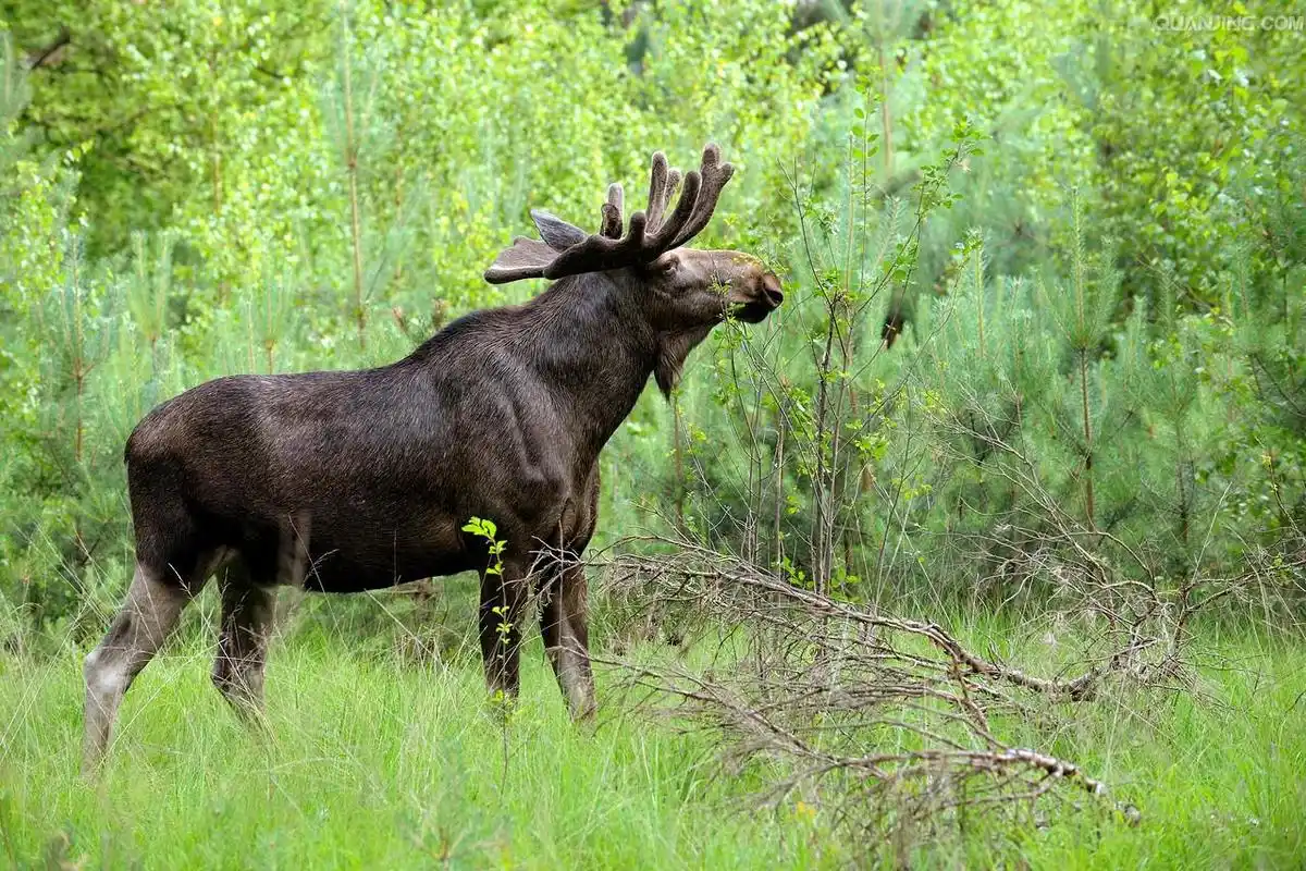 驼鹿.-堆糖,美好生活研究所