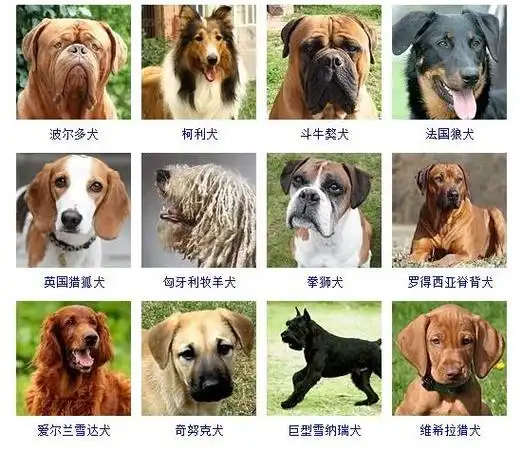 狗狗品种大全图片名字 178种美国akc认证的狗狗-狗的猫宁宠物网