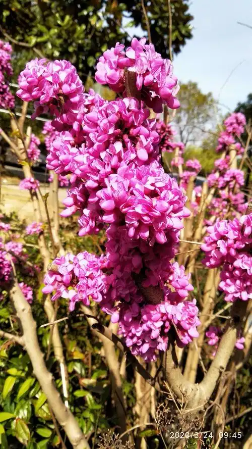 春天的美景,春天的花,手机拍摄于2020年春,记录着家园周边的美景,第二