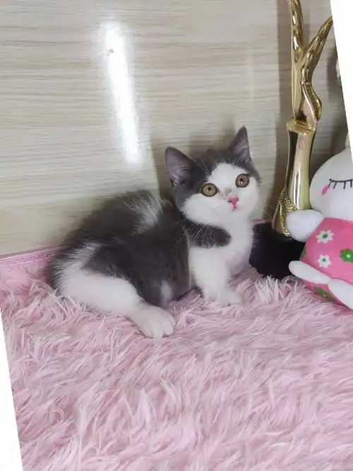 英短蓝白弟弟个性的发型开脸甜美