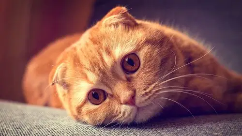 治愈系可爱喵星人呆萌高清桌面壁纸