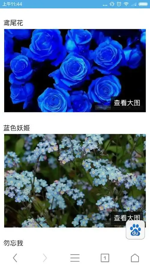 有没有蓝色的花朵