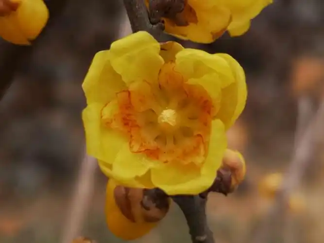 腊梅花主要品种