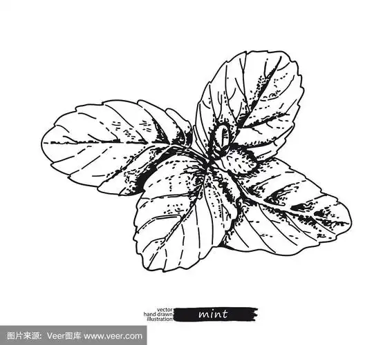 薄荷孤立在白色背景.线的艺术风格.