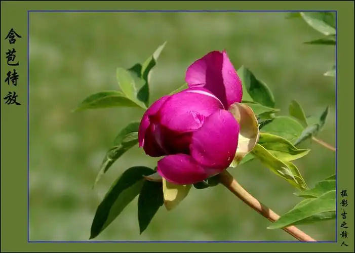 含苞待放的牡丹