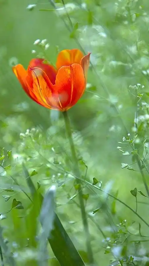 好养眼的唯美清新小花朵_网易订阅