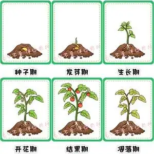 植物记录表