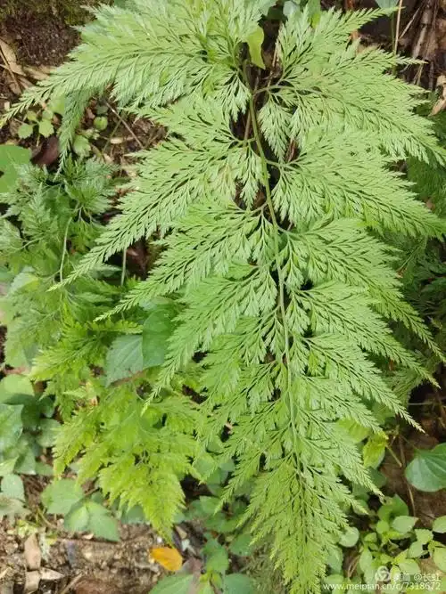 茶油外涂能治鸡屎堆,偏方联用可克蛇窜疮|本草江湖第706期