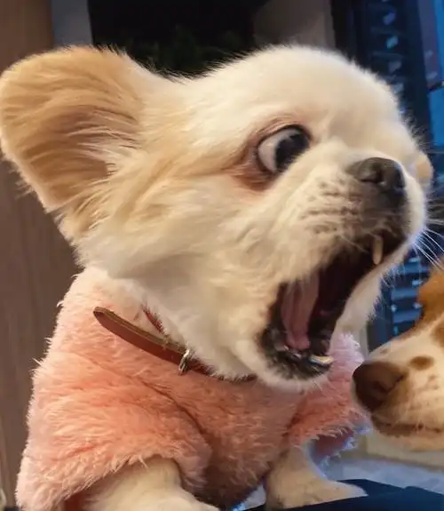 新出炉的沙雕情头