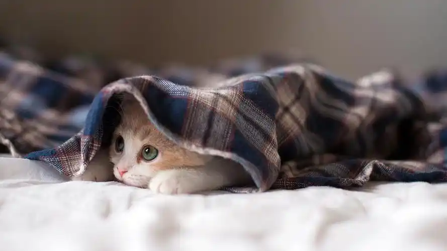 睡梦中的可爱小猫图片