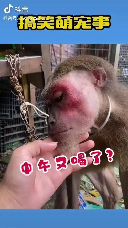 你这喝了多少啊脸红成这样搞笑配音动物搞笑配音搞笑