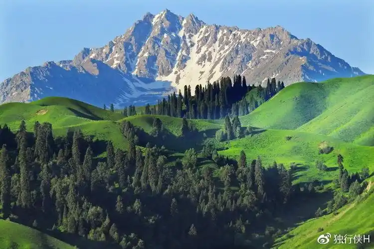 雪山下的高山草甸