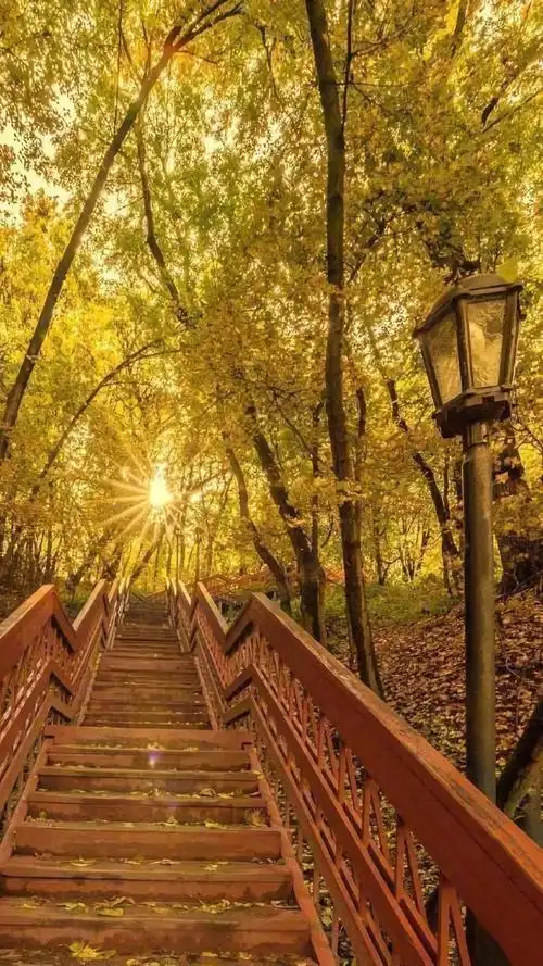 光下,优美,秋天,风景, 标签:秋天阳光树木迷人优美优美图片入秋 特别