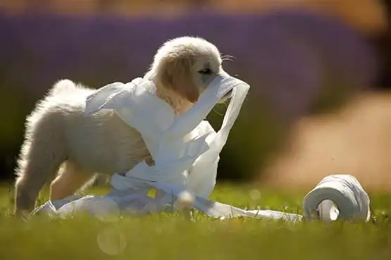 狗狗爱玩,只是因为好玩吗?| 果壳 科技有意思