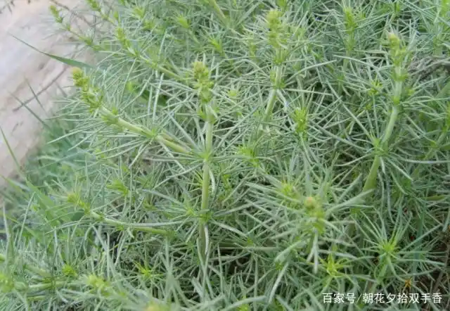 家乡的一种野草,叶子似松针般,殊不知味道鲜美,营养丰富