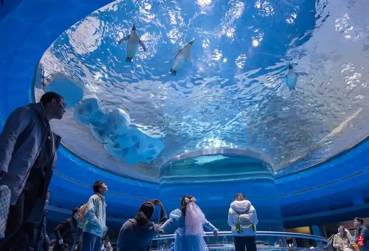 上海海昌海洋公园"有喜事" 11月生日游客"有惊喜"