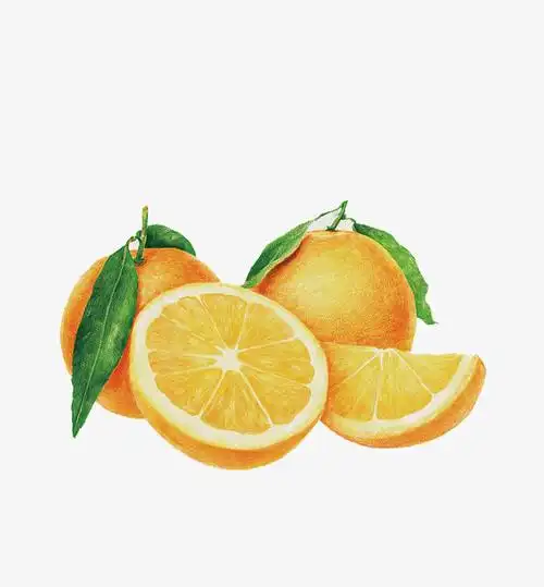 关键词 : 设计,艺术,手绘,水果,图片