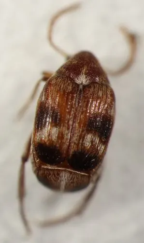 山东邮检口岸首次检出检疫性有害生物四纹豆象