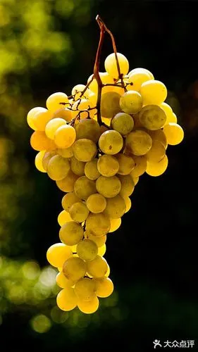 最喜欢的水果好吃好看的葡萄