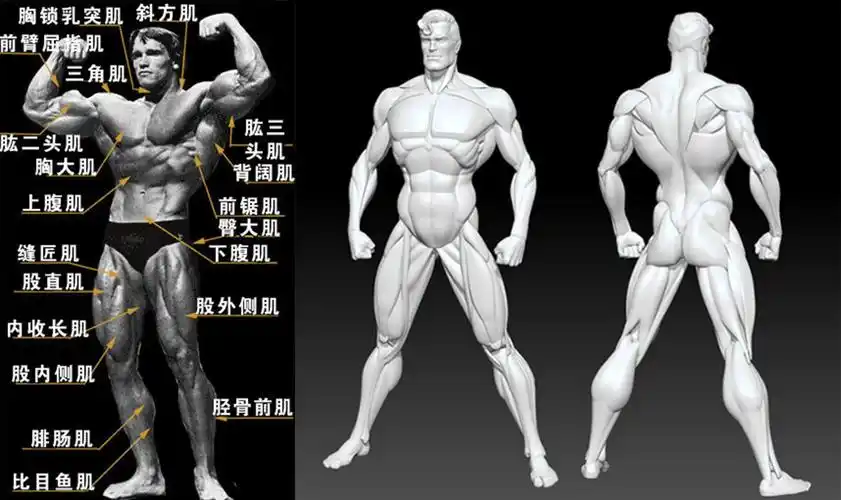 潭州教育插画人体简说体块浅谈