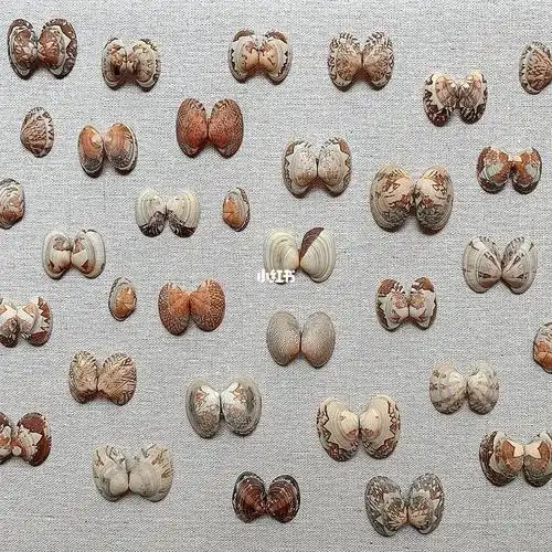 原来花甲这么漂亮啊攒着做手工