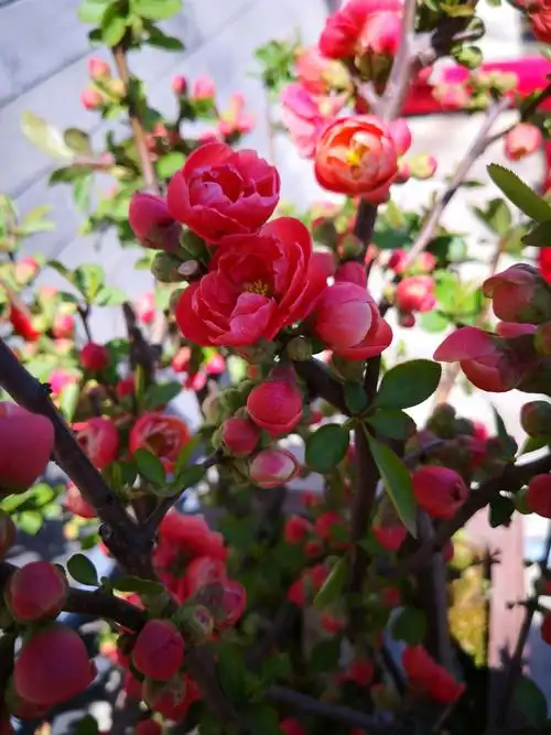 2○/9陶然亭的海棠花开了.