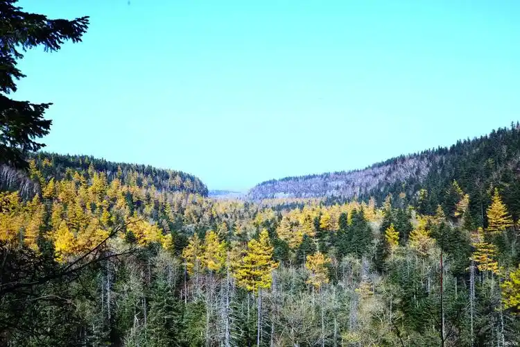 中国最美森林之长白山红松阔叶混交林