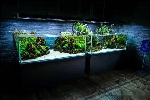 10大鱼缸造景,你中意哪一款?_手机搜狐网