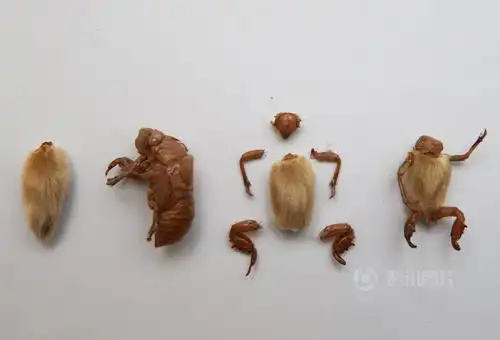 令人惊叹的毛猴制作