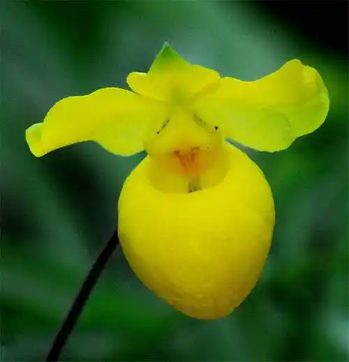 杏花微雨逢君杏黄兜兰